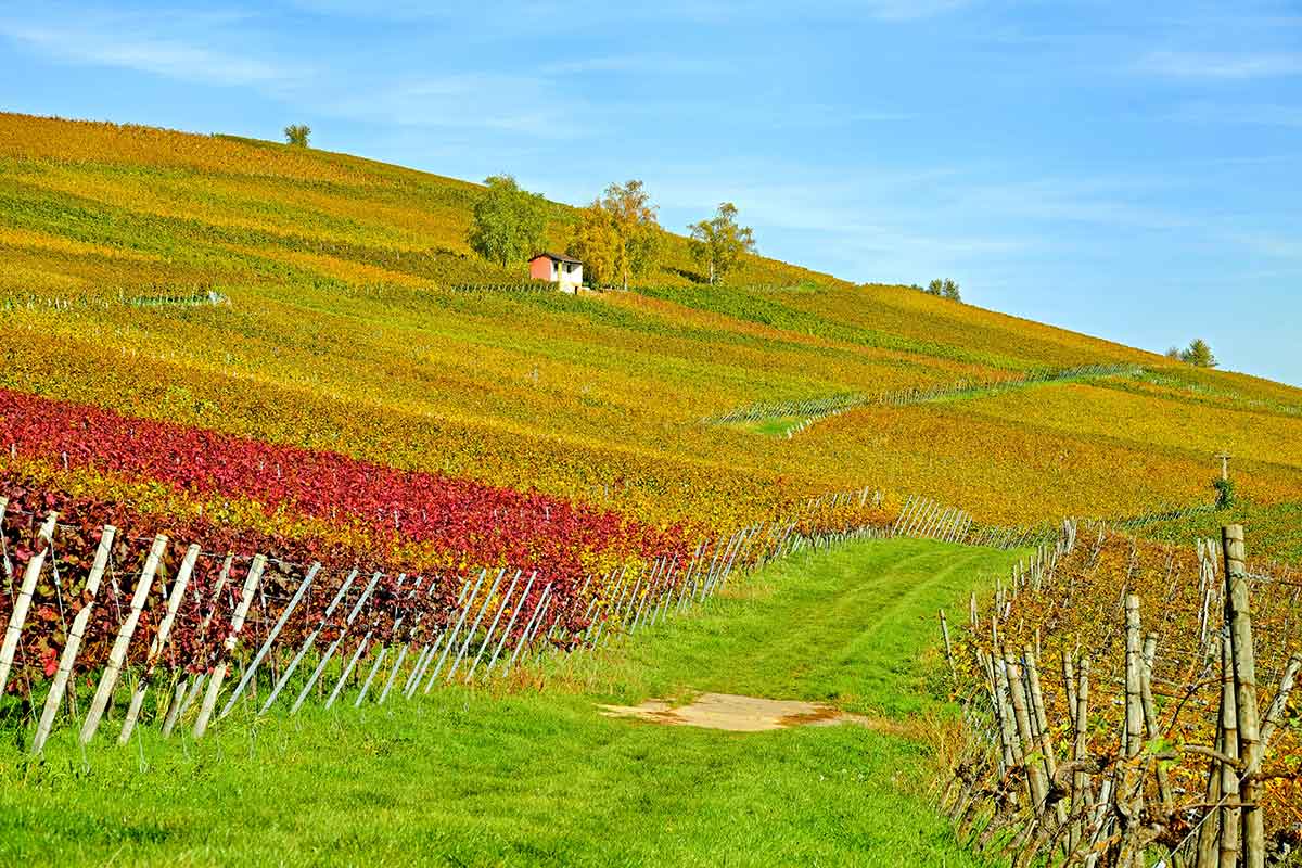 Spanien Weinanbau Rotwein aus Deutschland