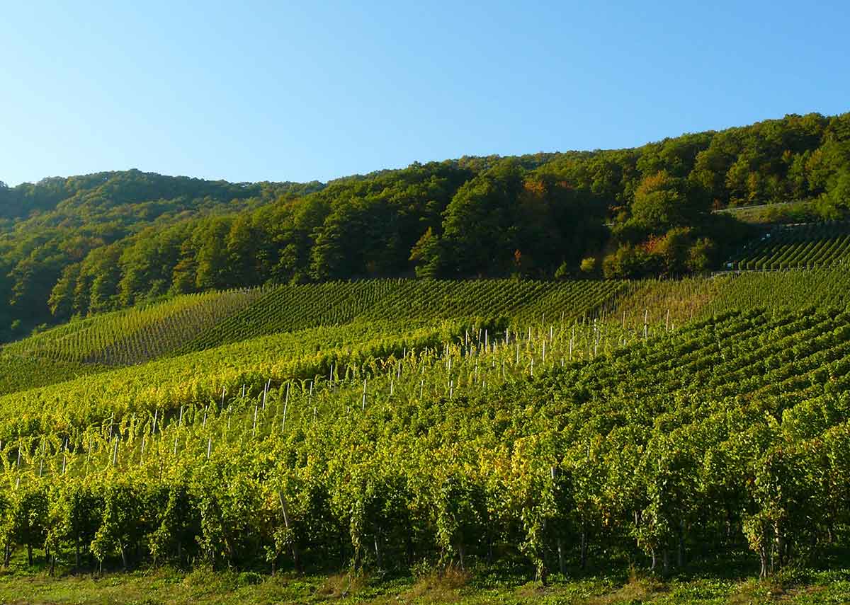 Weinanbaugebiet Ahr Rotwein aus Deutschland