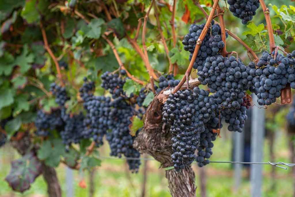 Weinanbaugebiet Pfalz Rotwein aus Deutschland