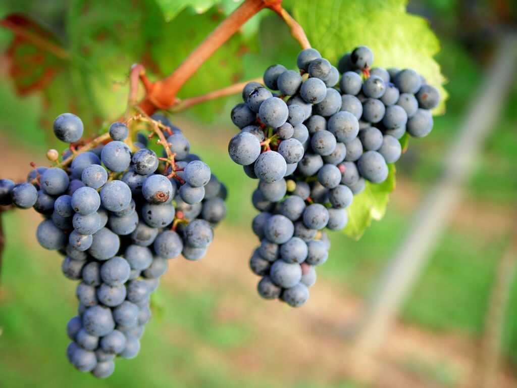 Rotwein Wein Spätburgunder Deutschland Dornfelder