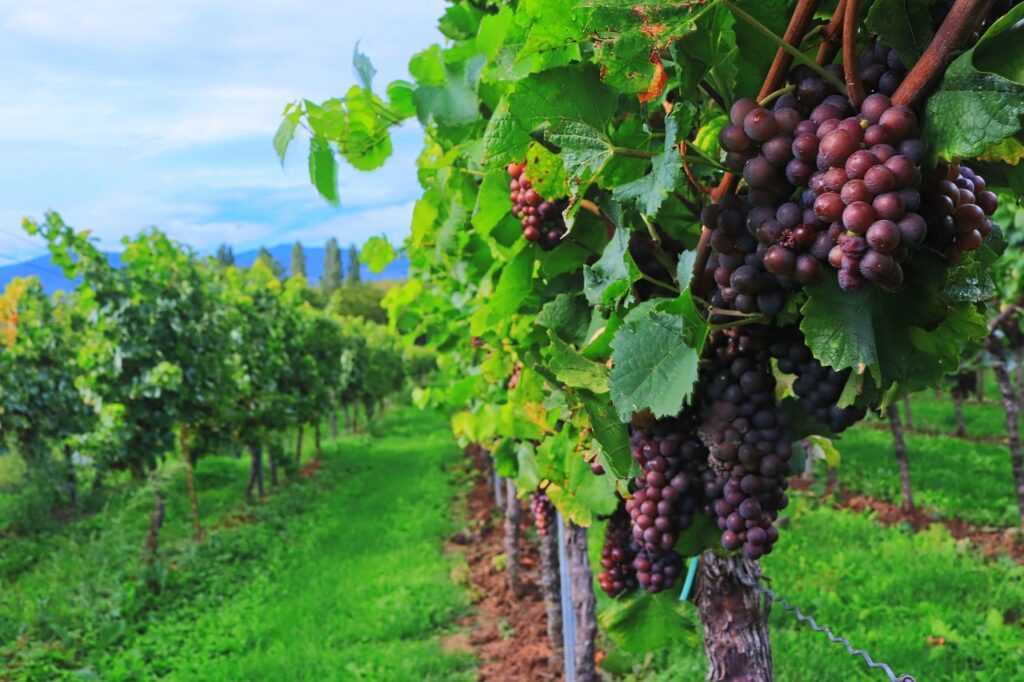 Rotwein Wein Spätburgunder Deutschland Dornfelder