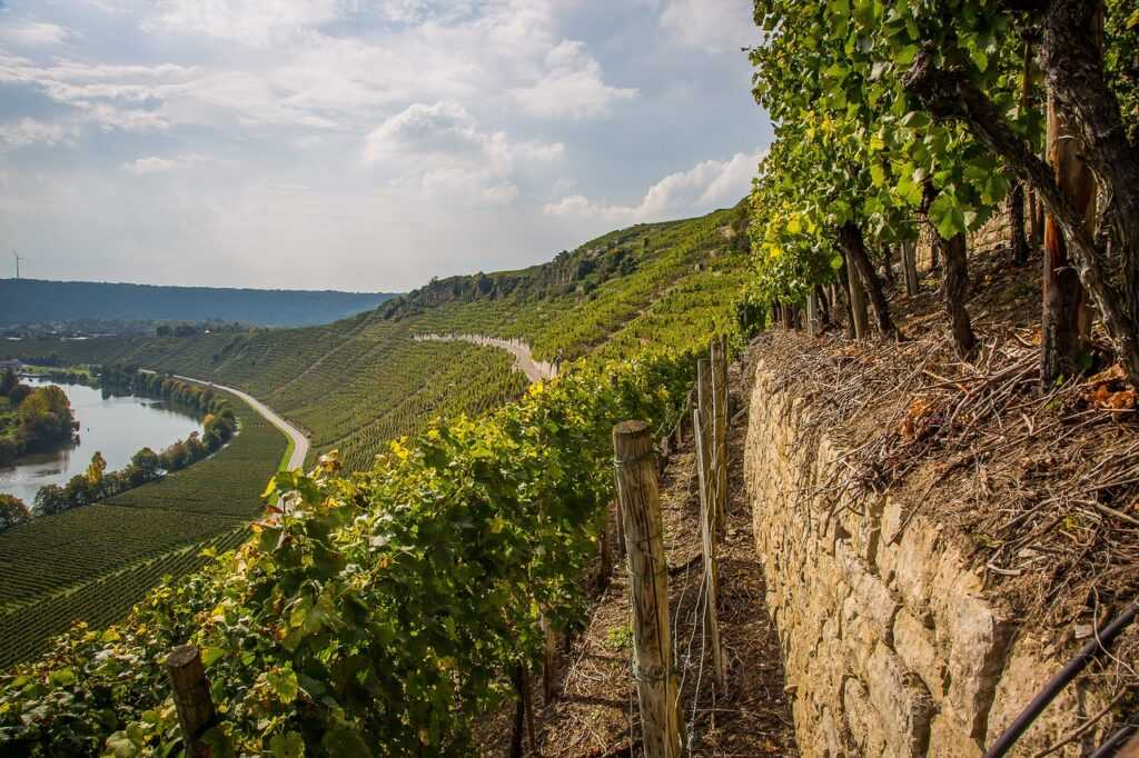 Rotwein Wein Spätburgunder Deutschland Weinanbau Baden