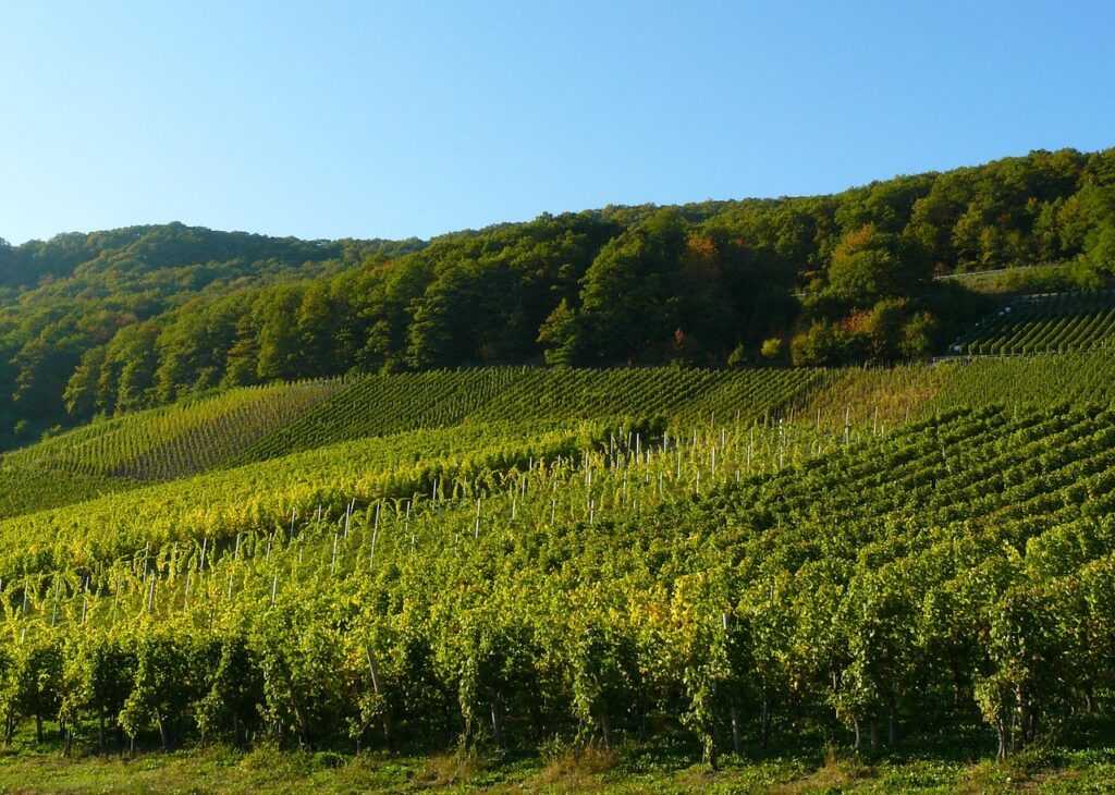 Rotwein Wein Schwarzriesling Deutschland Weinanbaugebiet Pfalz