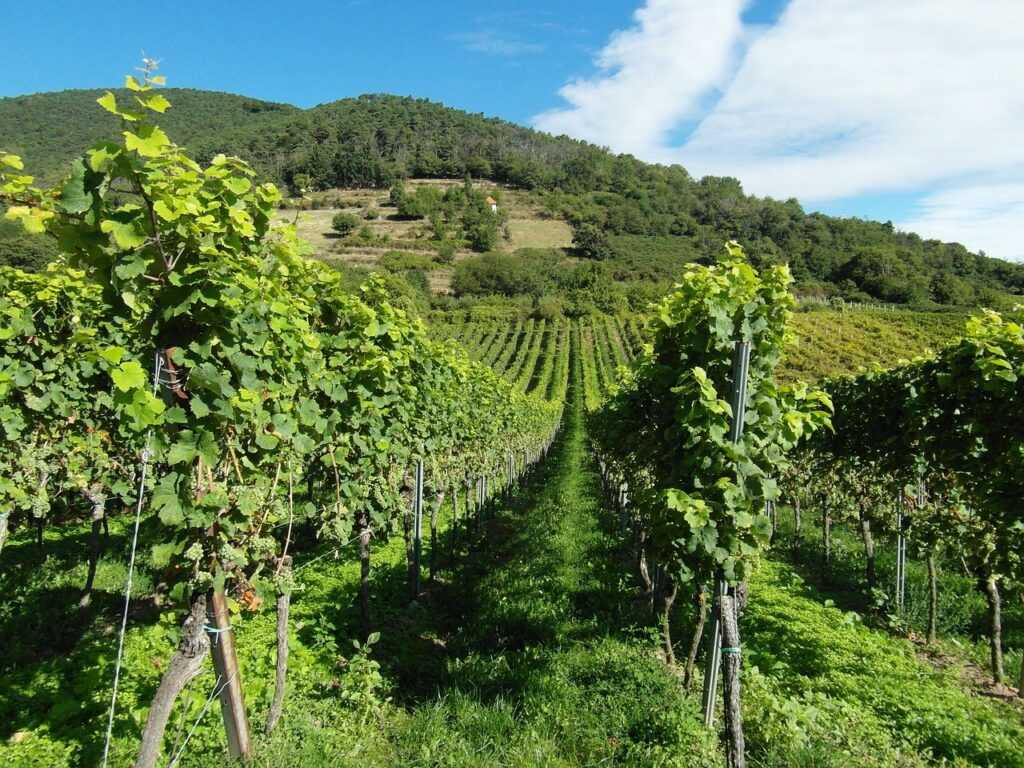 Rotwein Wein Spätburgunder Deutschland Weinanbaugebiet Pfalz